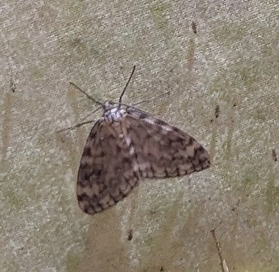 Genus Fulgurodes
a member of Geometer Moths Family Geometridae
