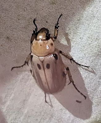Ancognatha vulgaris
a member of Masked Chafers and Rice Beetles Tribe Cyclocephalini