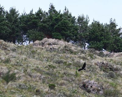 DSC_6307b.jpg