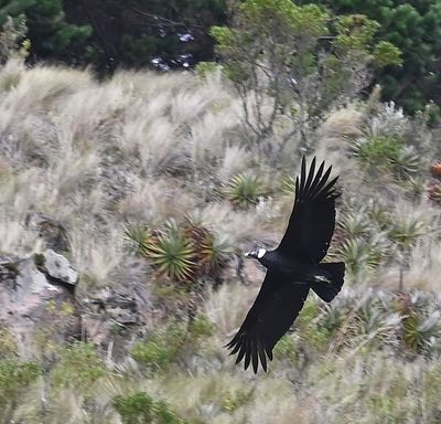 DSC_6309b.jpg