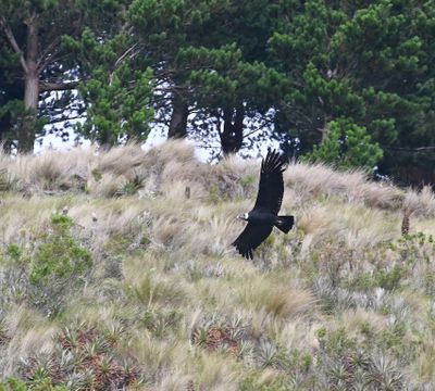 DSC_6314b.jpg