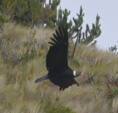 Andean Condor