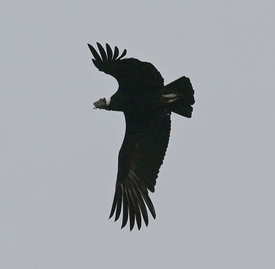 Andean Condor