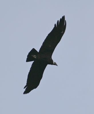 DSC_6344b.jpg