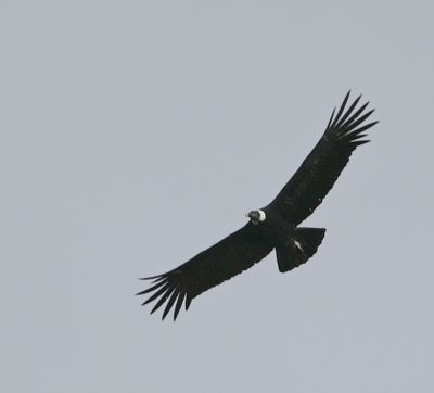Andean Condor