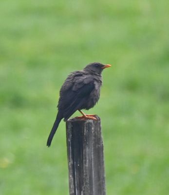 Great Thrush