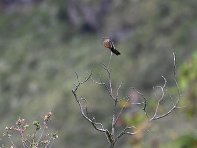 Giant Hummingbird
at Tambo Condor Bird Lodge