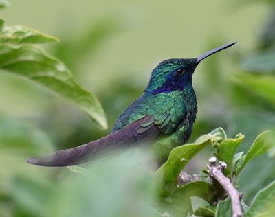Sparkling Violetear