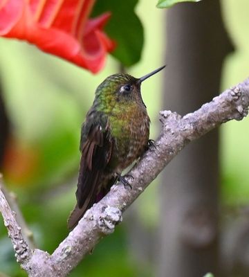 Tyrian Metaltail