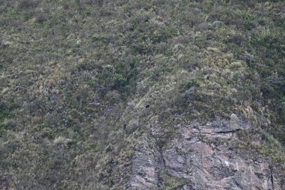 Andres spotted a Spectacled Bear on the side of the hill across the valley from the lodge.