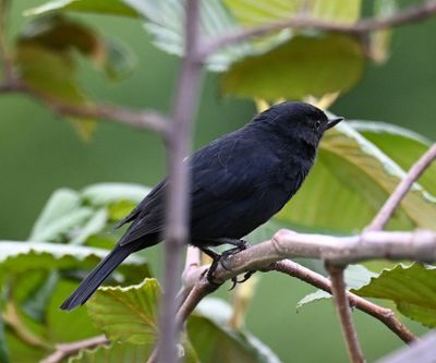 Black Flowerpiercer