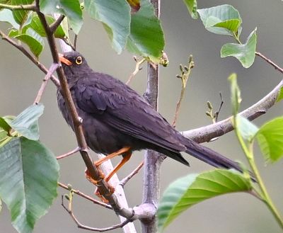 Great Thrush