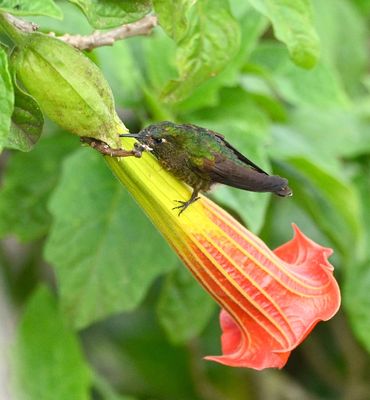 Tyrian Metaltail
acting like a flowerpiercer, piercing the base of the flower for its nectar