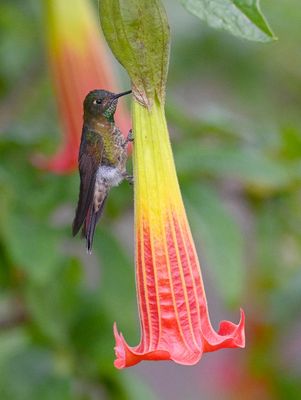 Tyrian Metaltail