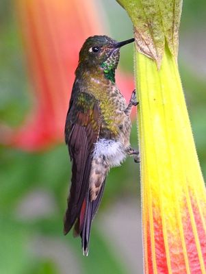 Tyrian Metaltail