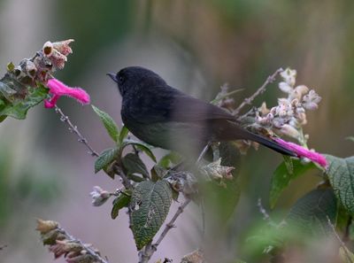Black Flowerpiercer