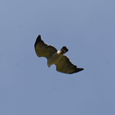 White morph Variable Hawk