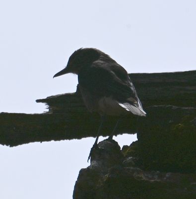 Black-billed Shrike-Tyrant