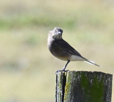 Black-billed Shrike-Tyrant