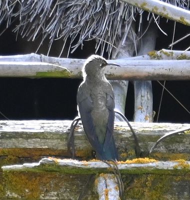 Female Ecuadorian Hillstar
on the eave of the abandoned house
