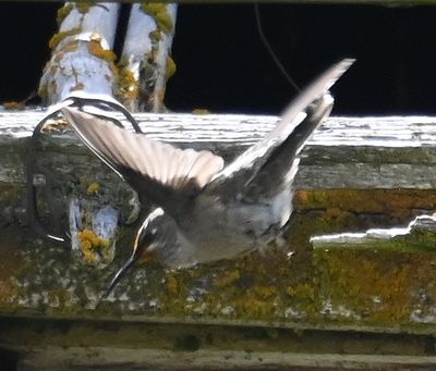 DSC_6533b.jpg