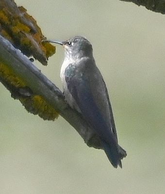 DSC_6542b.jpg