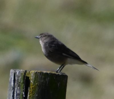 Black-billed Shrike-Tyrant