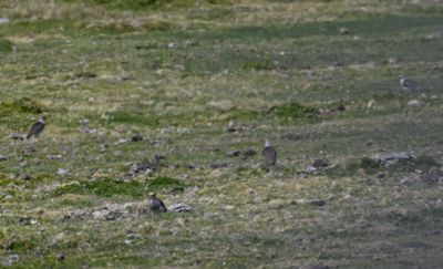 Andean Lapwings