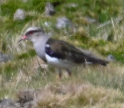 DSC_6609b.jpg