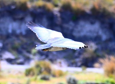 Black-chested Buzzard-Eagle