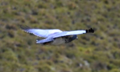 Black-chested Buzzard-Eagl