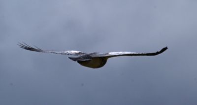 Black-chested Buzzard-Eagl