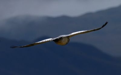 Black-chested Buzzard-Eagl