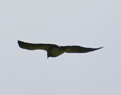 Black-chested Buzzard-Eagl