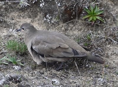 Black-winged Ground Dove