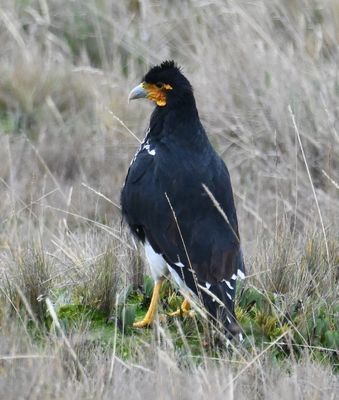 Carunculated Caracara