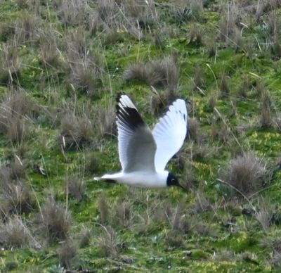 Andean Gull