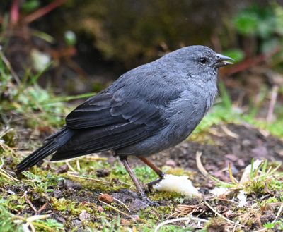 Male Plumbeous Sierra Finch
near the restrooms at Lake Mica