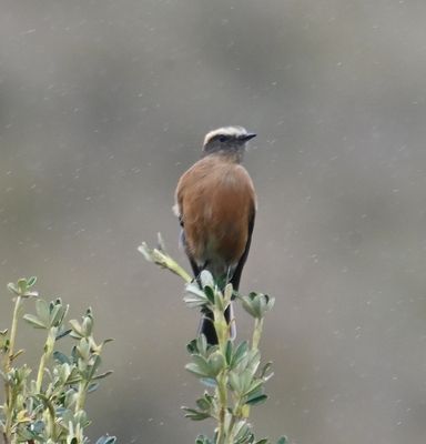 Brown-backed Chat-Tyrant