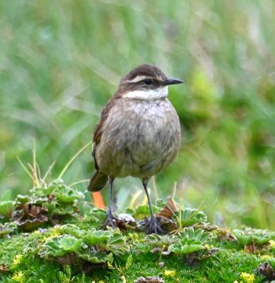 Chestnut-winged Cinclodes