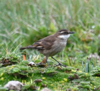 Chestnut-winged Cinclodes