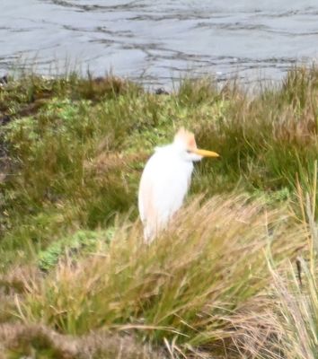 Western Cattle Egret