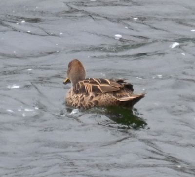 Yellow-billed Pintail