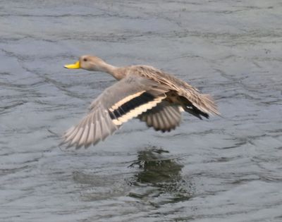 DSC_6774b.jpg