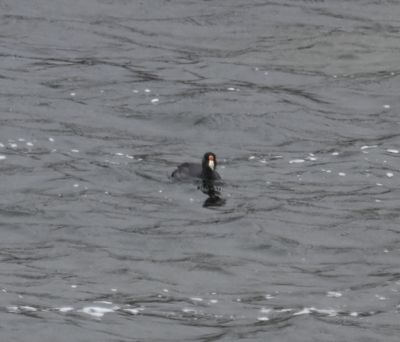 Slate-colored Coot