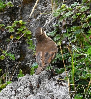 DSC_6801b.jpg