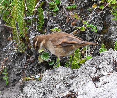 DSC_6805b.jpg