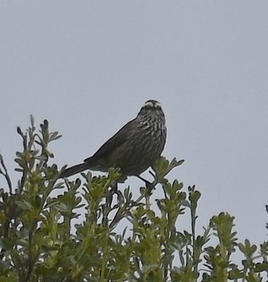 DSC_6808b.jpg