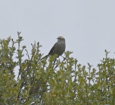 DSC_6809b.jpg