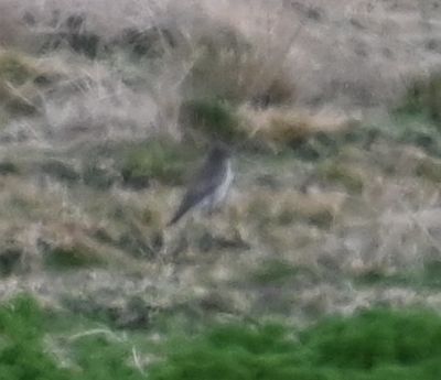 Mystery bird Nadine and I saw while we were looking for Andean Ibis